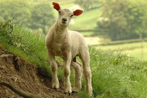 Hd Wallpaper White Sheep Calf Standing Near Grass Lamb Roger Davies
