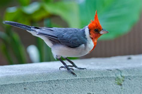 4 Photos Of The Beautiful Hawaiian Red Crested Cardinal