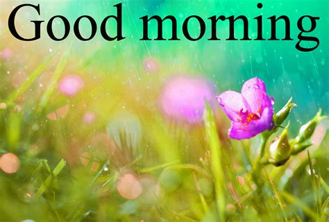 Maybe you would like to learn more about one of these? 177+ good morning wishes for a rainy day Images Photo Pics ...