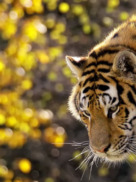 Free Download Beautiful Tiger Wallpapers Hd Wallpapers 1920x1200 For