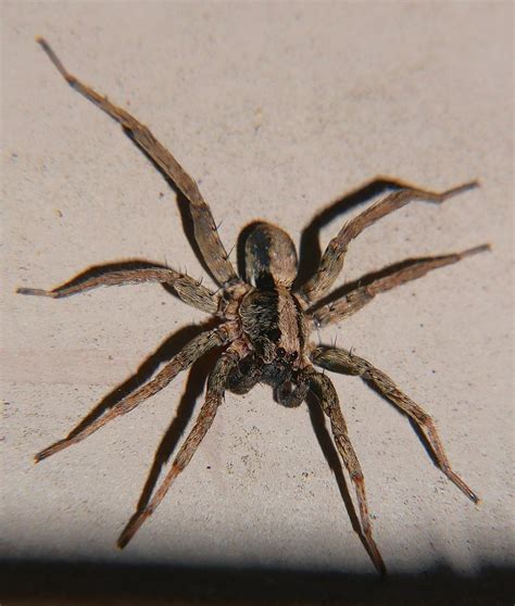 Male Whitsunday Wolf Spider Lycosa Sp Lycosidae Airlie Bea Flickr