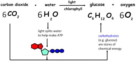 Chemical formula for photosynthesis | Photosynthesis, Chemical energy, Chemical formula