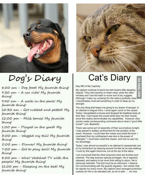 Cat And Dog Diaryso True 9gag