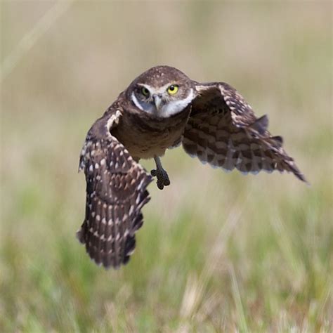 Burrowing Owls In Flight Flickr Photo Sharing