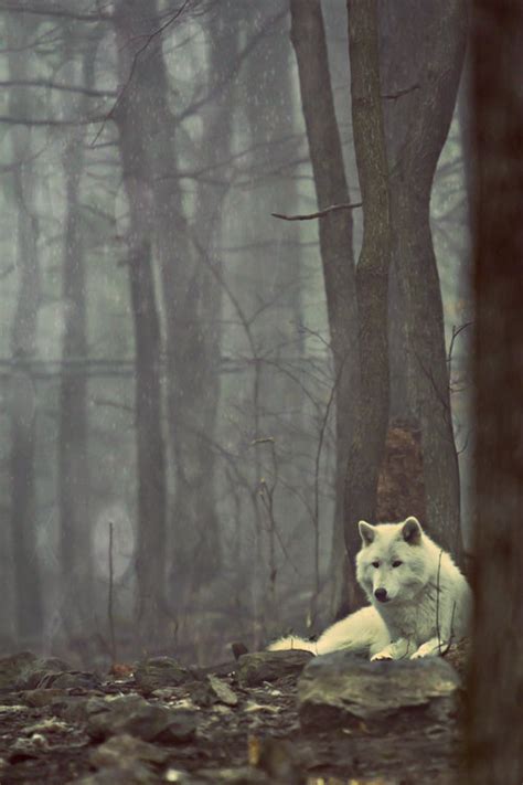 White Wolves On Tumblr