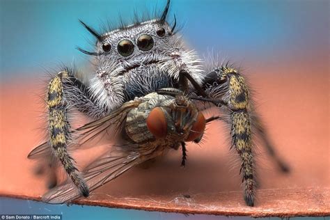 Close Up Photos Of Spiders Eating Flies Taken By Photographer Sam