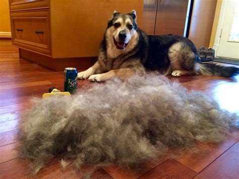 How To Stop Dog Shedding Short Hair Glamorous Dogs