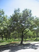 Bioinsecticidas: Árbol del paraíso (Melia azedarach L.)(Meliaceae)