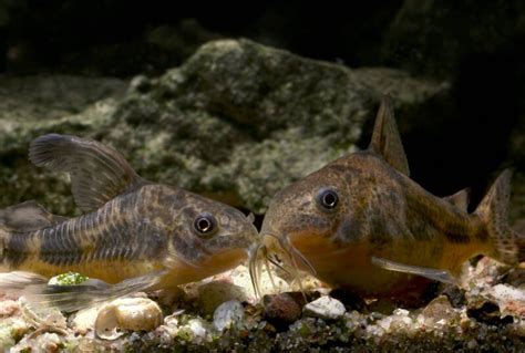 Cory Catfish Corydoras Popular Types Care And Setup