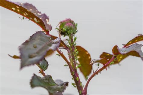 100 Aphids Damage Roses Stock Photos Pictures And Royalty Free Images