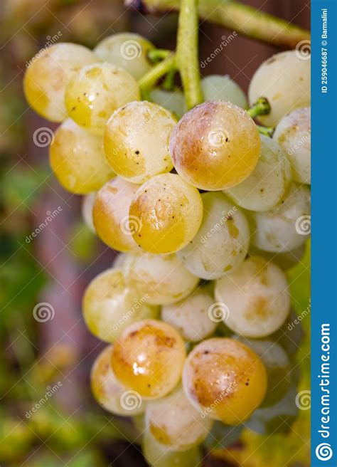 Ripe Organic Riesling Wine Grapes Close Up Hanging Op Grape Plant