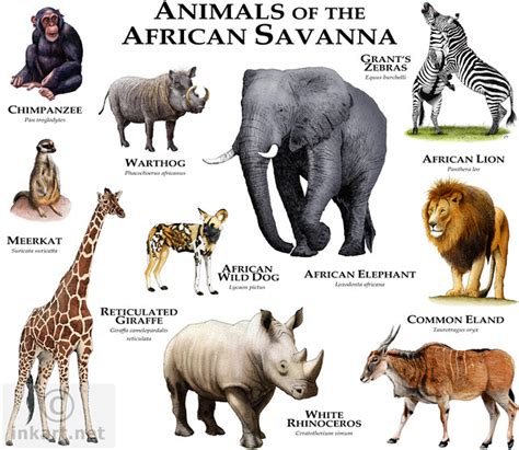 There are many animals of the african wilderness, that call the continent of africa home. African Savanna Animals | Flickr - Photo Sharing!