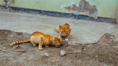 Two Orange Tabby Cats Hd Wallpaper Wallpaper Flare