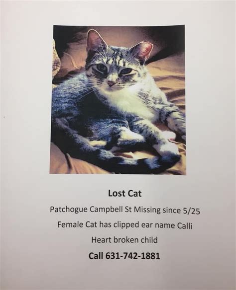 Cat Missing Since 525 Patchogue Ny Patch