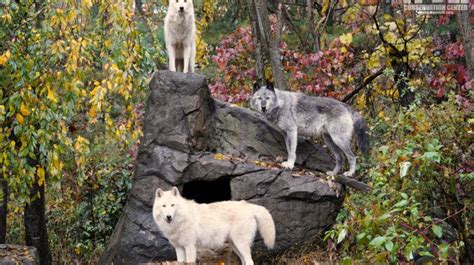 Wolf Conservation Center Wolf Conservation Center Conservation Animals