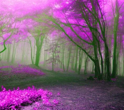 Purple Forest Wallpaper Download To Your Mobile From Phoneky
