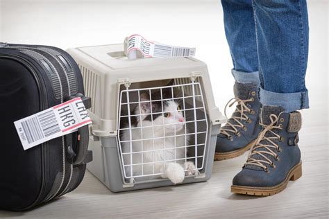 How To Travel With Your Cat Articles