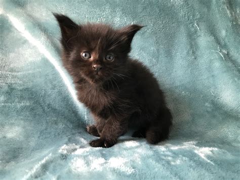 Registered Maine Coon Kittens