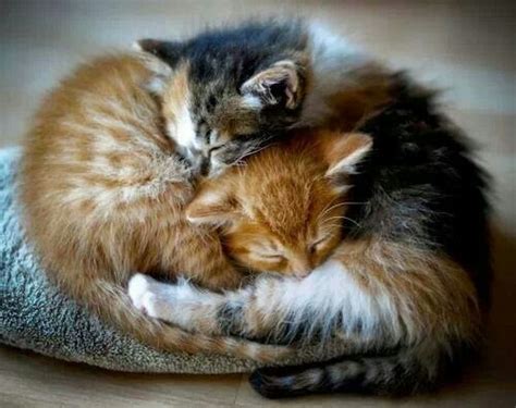 Cuddling ♡ Cats Kittens Cutest Cute Animals