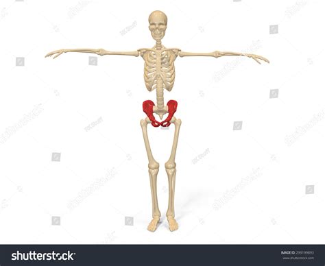 Human Skeleton Hip Stock Illustration 299199893 Shutterstock
