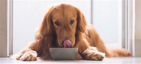 The Best Dog Food For Golden Retrievers Golden Retriever Life