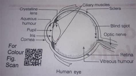 Diagram Structure Of Human Eye Class 10