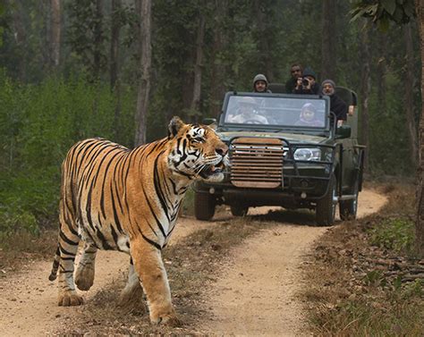 Best Tiger Safari India Tours 2022 Wildlife Safari In India