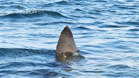 Shark Fin In The Water