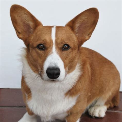 Cardigan Welsh Corgi Breeders In North Carolina With Puppies For Sale