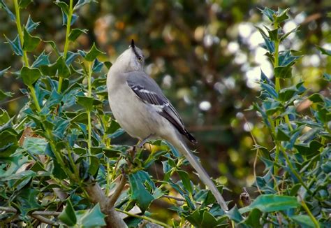 A Birds Eye View This Northern Mockingbird Loves To Perch Flickr