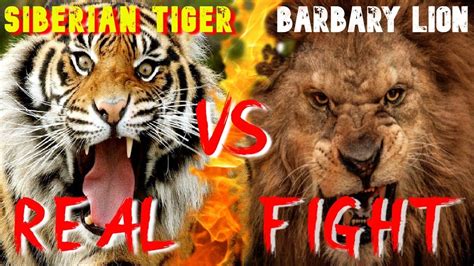 Barbary Lion Fight 🔥 Barbary Lion Vs Siberian Tiger Real Fight Youtube