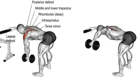 Seated Bent Over Rear Delt Raise