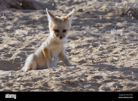 Young Cape Fox Vulpes Chama Looking Out From Burrow Entrance Morning