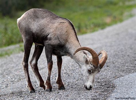 Thinhorn Sheep On The Alaska Highway Овца