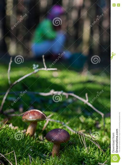 Mushrooming In The Forest Royalty Free Stock Photo