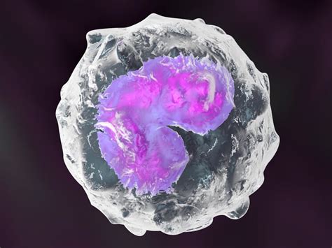 Getting rid of the infection protects others, too. Absolute Monocytes Low, High, Normal Range, Blood Test