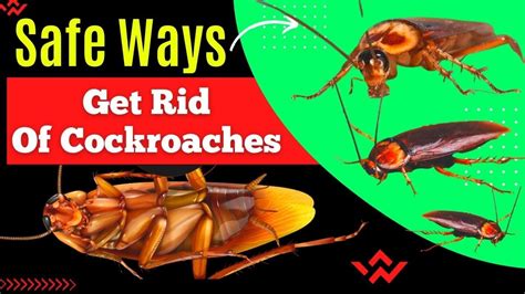 how to get rid of roaches overnight without any pesticides safe ways to get rid of cockroaches