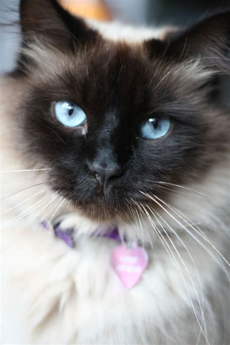 Those Eyes Balinese Cat Beautiful Cats Gorgeous Cats