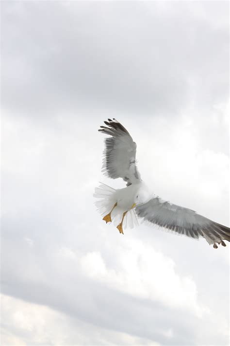 Безплатна снимка природа крило морски птици летя чайка полет