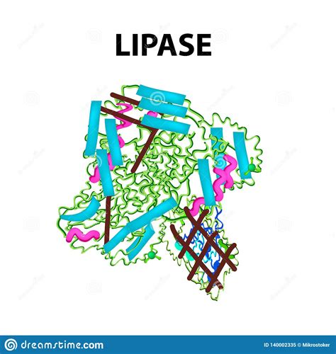 Molecular Structural Chemical Formula Lipase Enzyme Digestive Tract