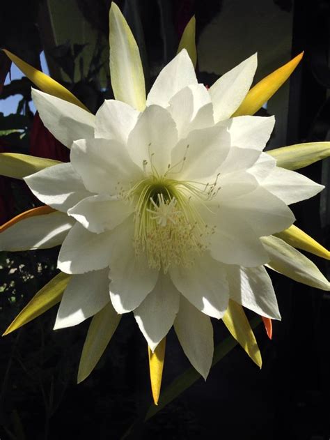 White Orchid Cactus Orchid Cactus Orchids Beautiful Flowers