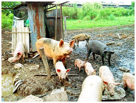Pigs Farm B Inxee Flickr