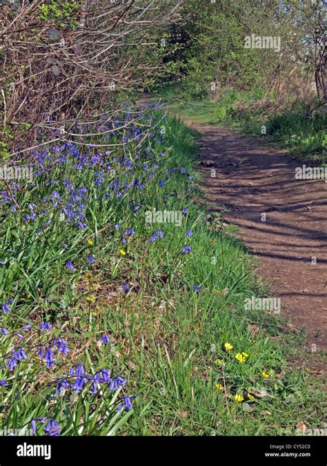 Bluebells Scilla Non Scripta Growing In A Wood In England Stock Photo