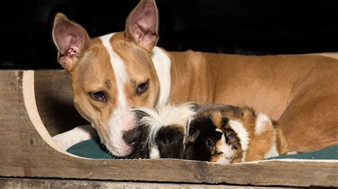 Dog And Guinea Pigs Are Best Friends Youtube