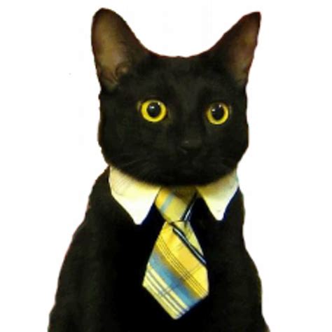 Mr Business Cat Youtube