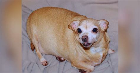 Rescued Chihuahua Was So Overweight He Could Barely Walk The Dodo