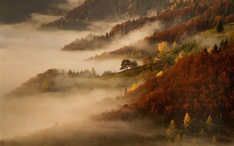 Yellow And Green Trees With Fog Mist Nature Landscape Morning Fall
