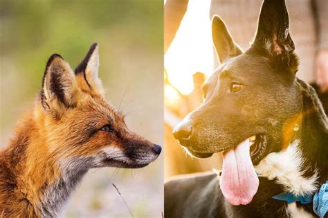 Can Foxes Breed With Dogs The Real Truth All Things Foxes