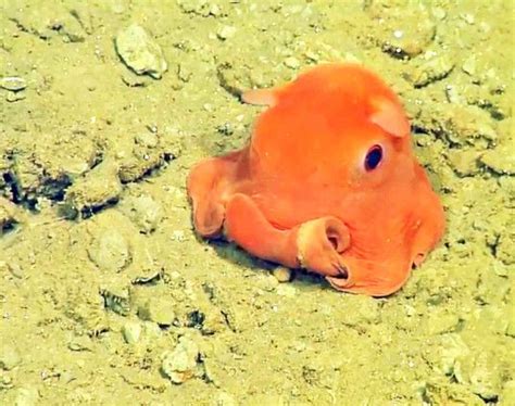 Scientists Want To Name This Unbelievably Cute Octopus Adorabilis