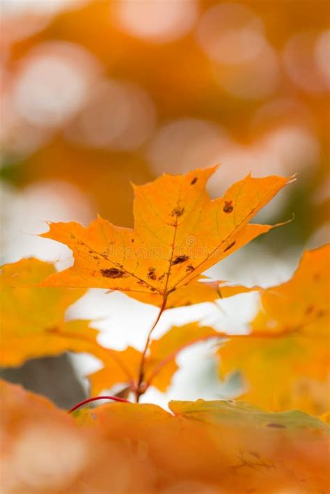 Orange Autumn Maple Leaves With Shallow Focus Stock Image Image Of